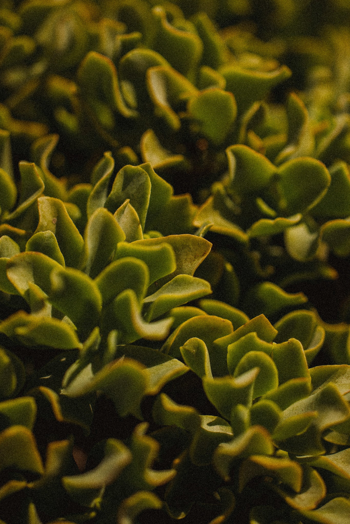 Succulent Dreams | Australian Botanical Fine Art Photography Print
