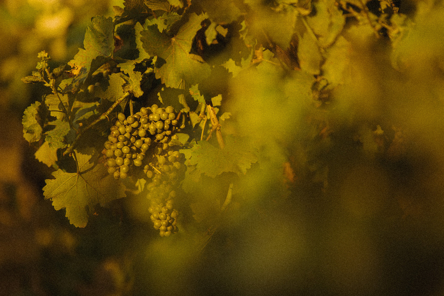 Harvest Promise | Vineyard Fine Art Photography Print – Australian Wine Country