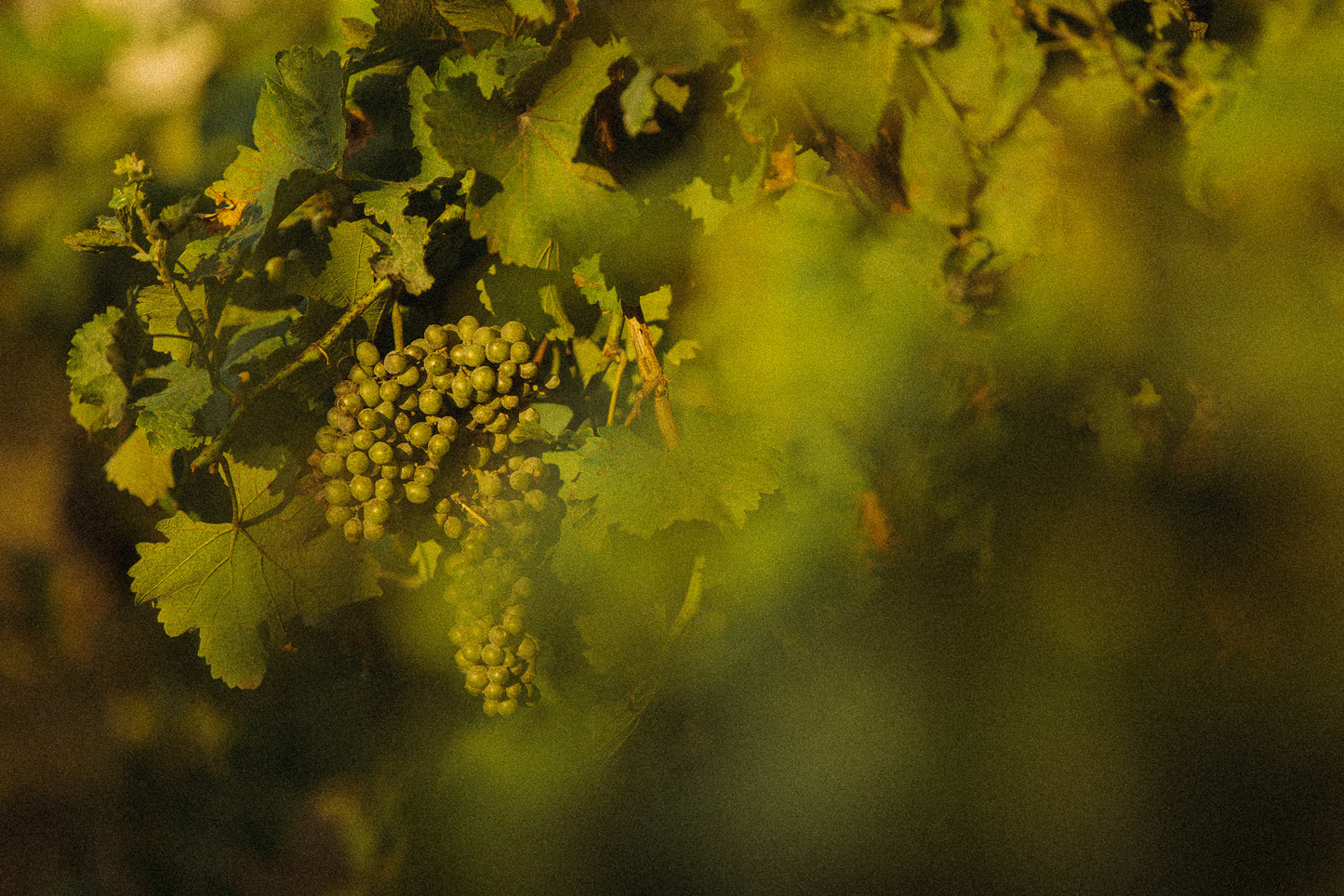 Sunlit Vines | Grapevine Botanical Fine Art Photography Print – Rustic Garden Art