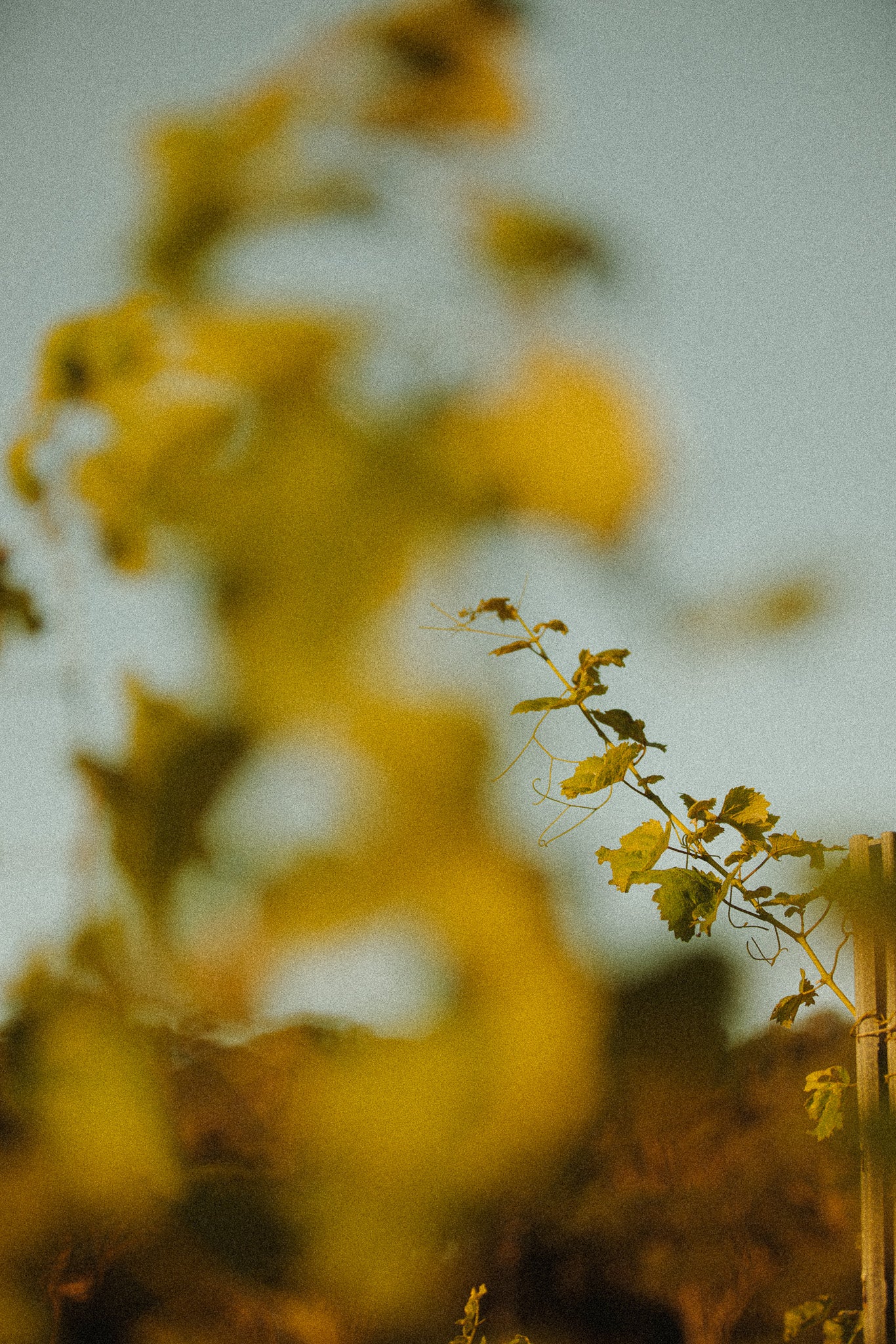 Vineyard Whispers | Australian Botanical Fine Art Photography Print – Rustic Garden Art