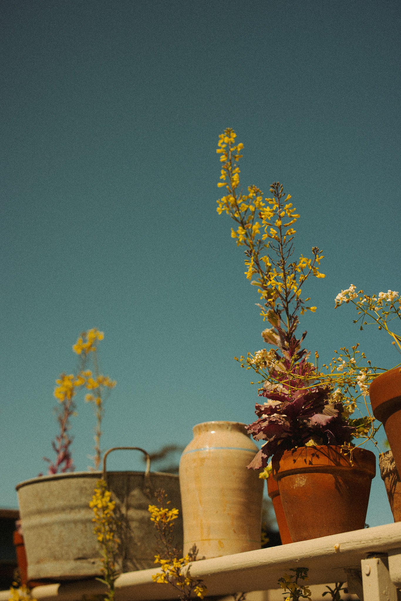 Gone to Seed | Rustic Floral Art Print - Australian Botanical Photography