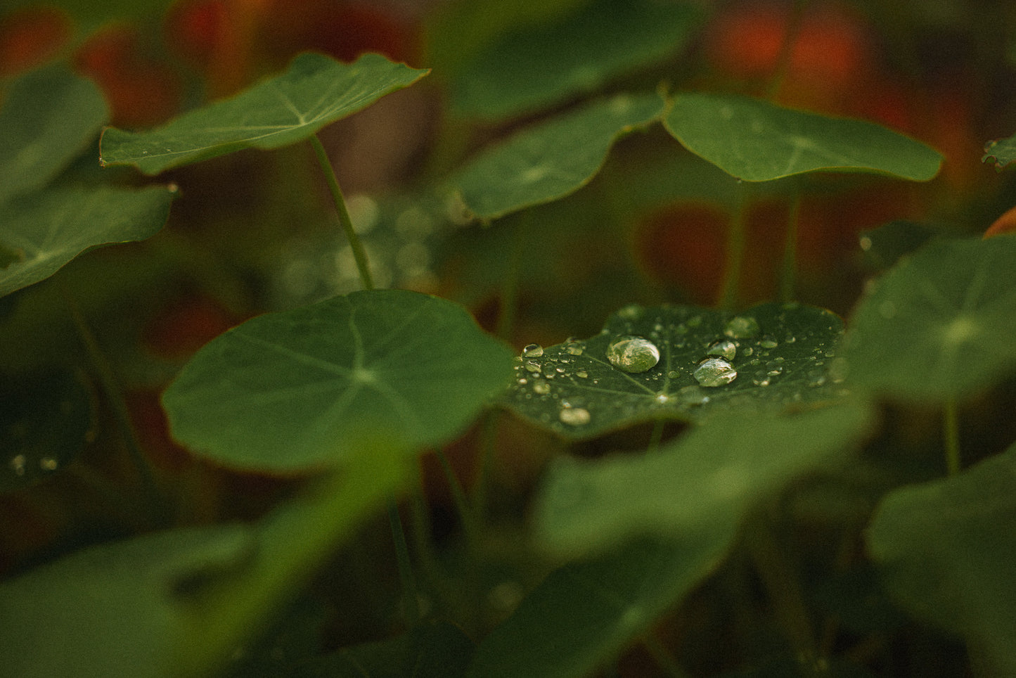 Nasturtium Dew | Australian Botanical Fine Art Photography Print