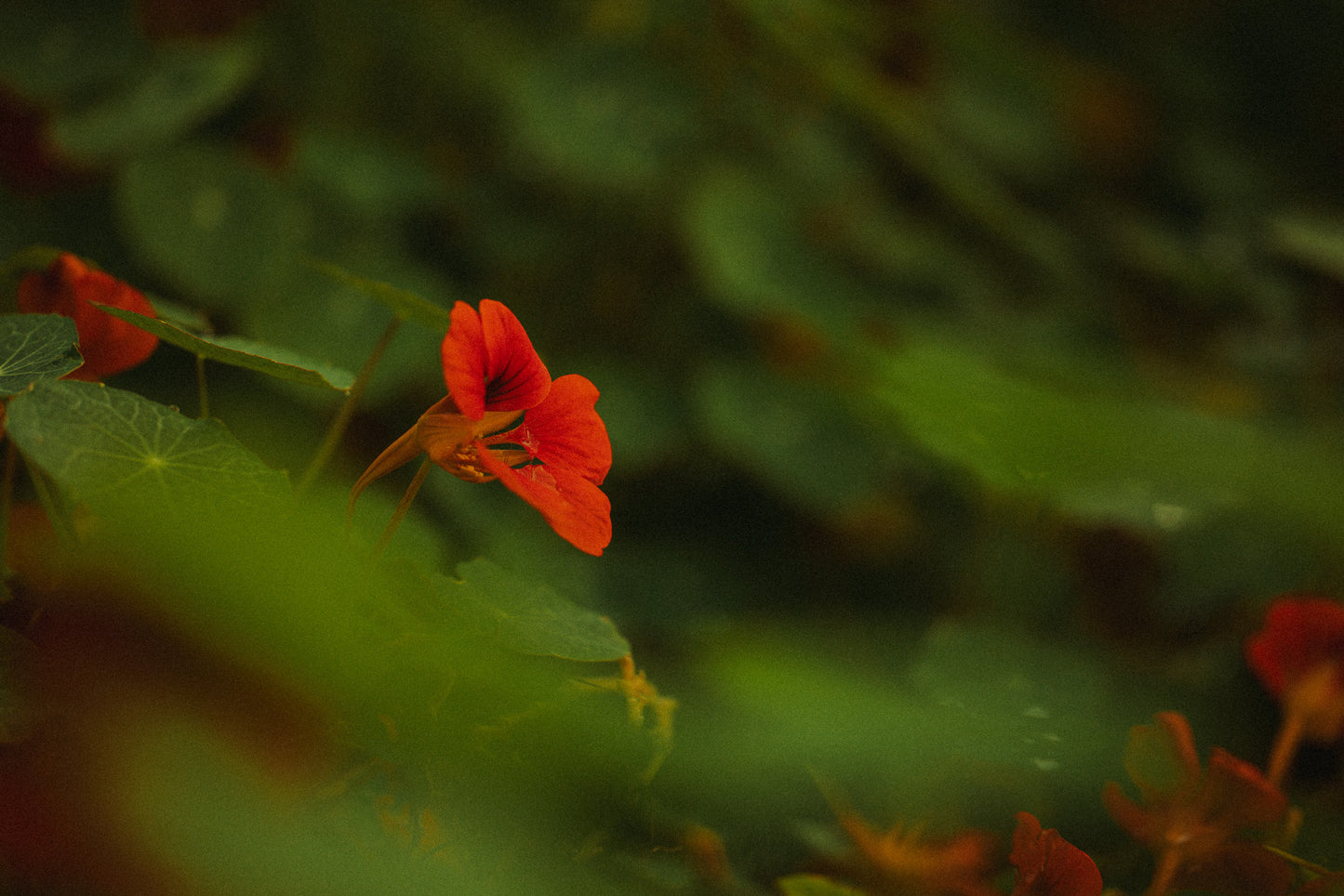 Nasturtium Bloom | Australian Floral Fine Art Photography Print – Botanical Garden Art
