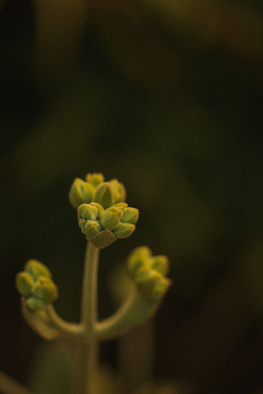 Succulent Serenity | Australian Botanical Fine Art Photography Print – Modern Floral Art