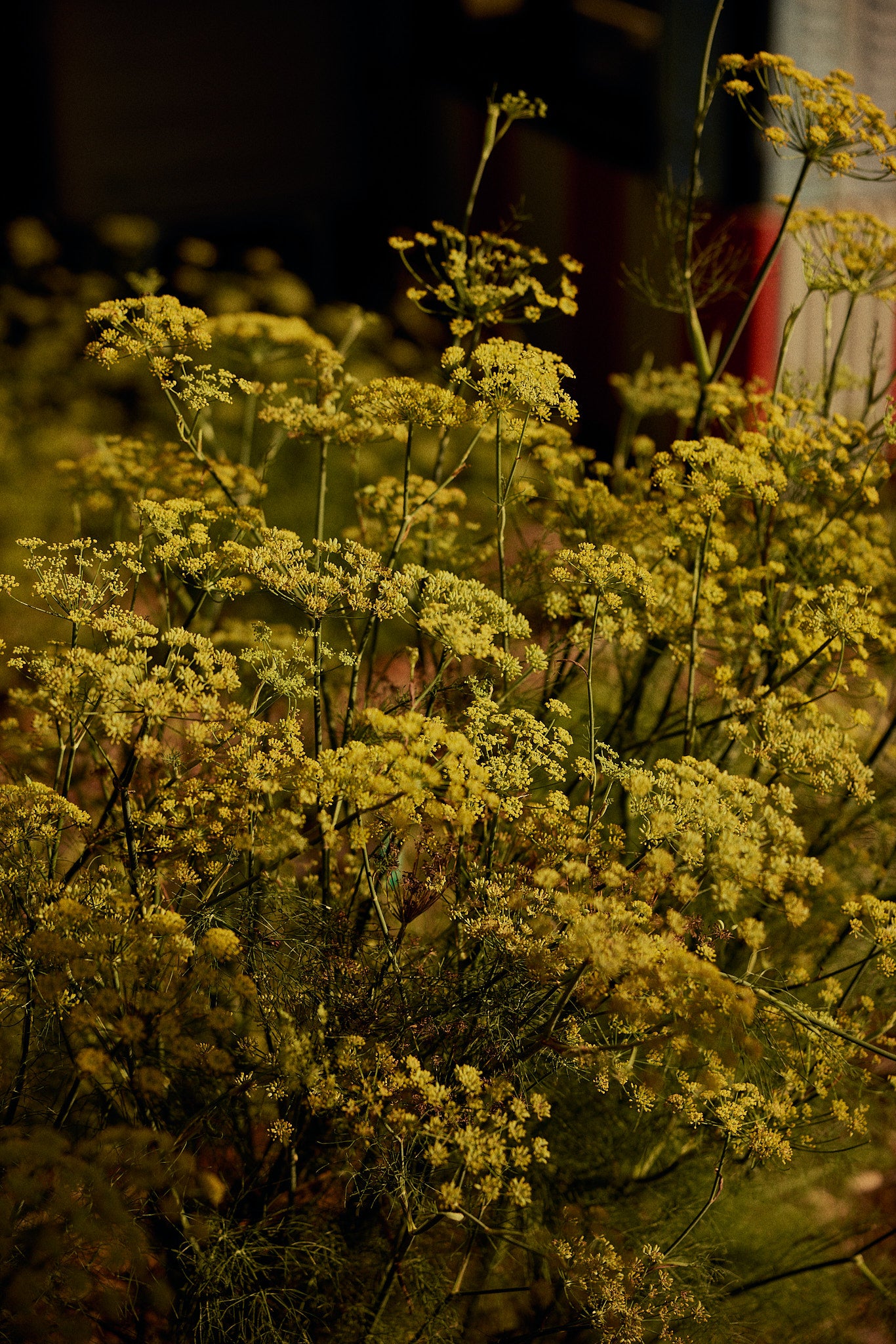 Botanical Fine Art Photography Print of Fennel Seed – Australian Garden Art