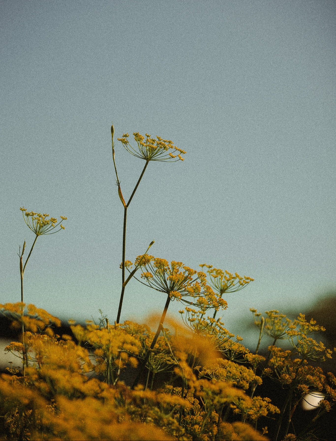 Australian Botanical Fine Art Photography Print – Wildflower Garden Art